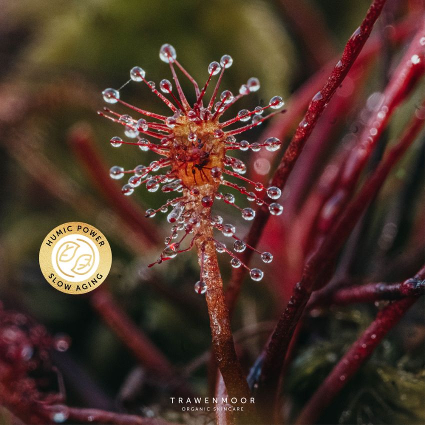 Biokosmetik auf Moorbasis. Die cosmos organic zertifizierte Biokosmetik von Dr. Spiller.